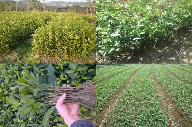 可食用桂花树品种有哪些种类1685925078984