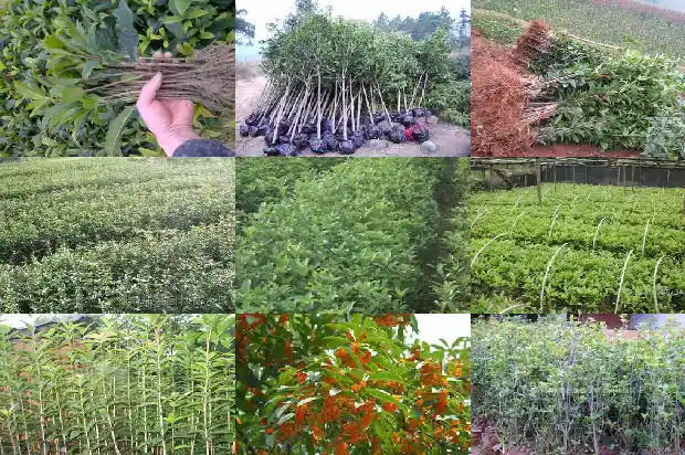 什么品种桂花可食用最多1685925096232