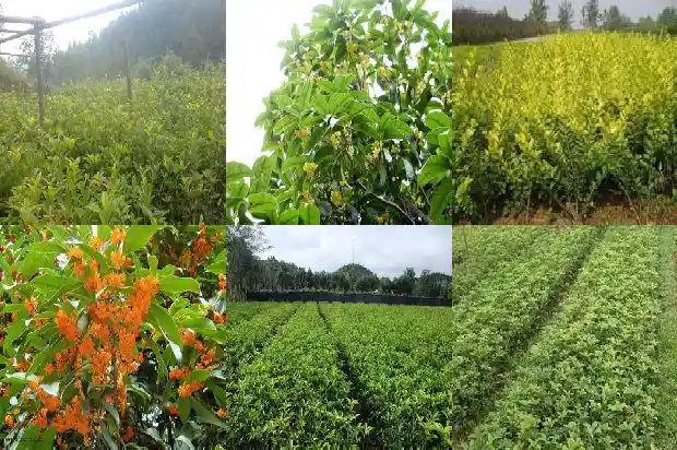 什么品种桂花可食用最多1685925096280