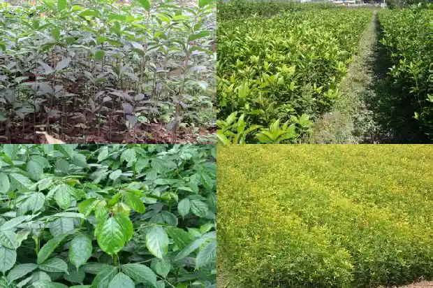 可食用桂花品种有哪些1685925116011
