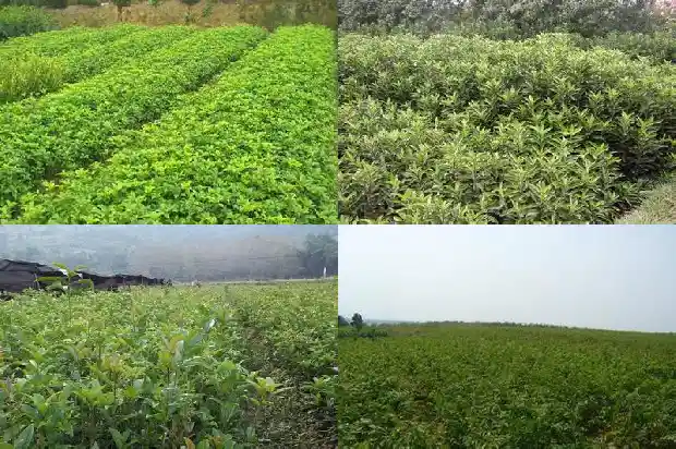可食用桂花品种有哪些1685925116059