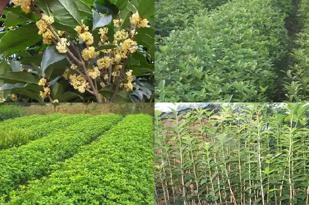 可以食用的桂花是什么品种1685925139915