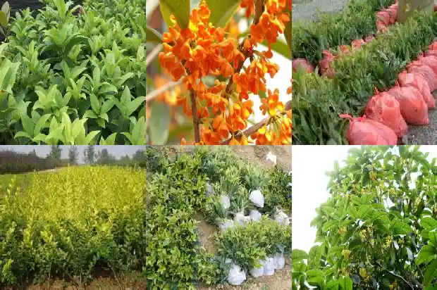 能食用的桂花品种有哪些1685925161285