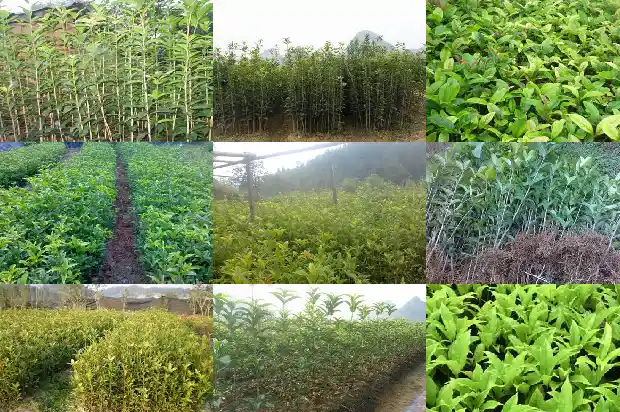 能食用的桂花品种有哪些1685925161333
