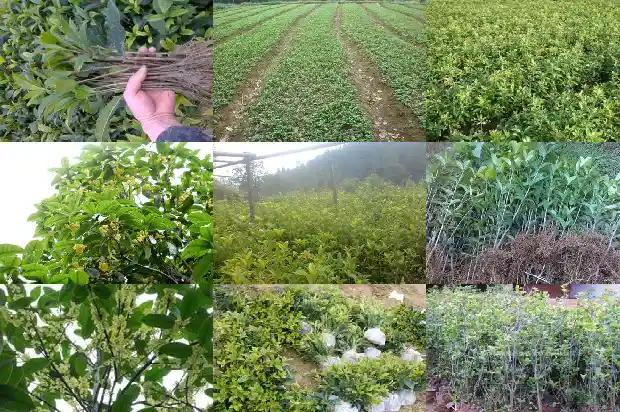 桂花树中的极品是什么品种1688692330493