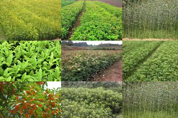 能食用的桂花啥品种1685925185472
