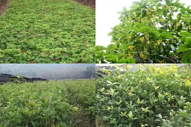 能食用的桂花啥品种1685925185519