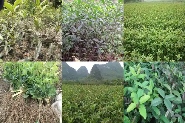 能食用的桂花啥品种1685925185567