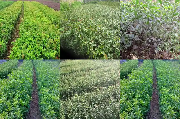 什么品种桂花可以食用的1685925201098
