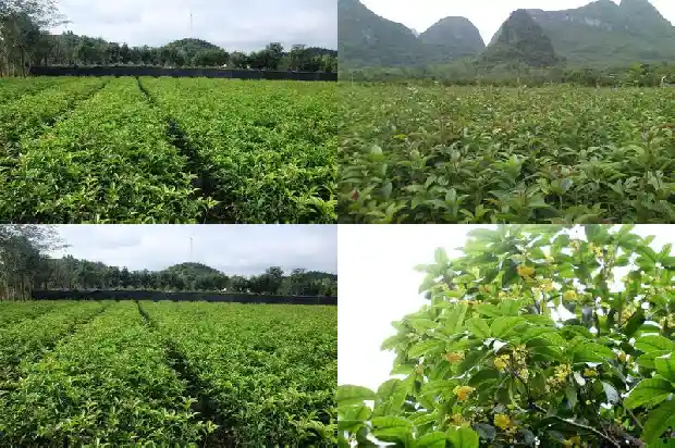 什么品种桂花可以食用的1685925201144