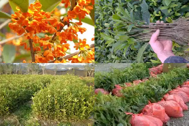 什么品种的桂花可以食用吃1685925217887
