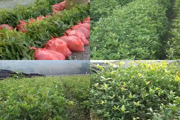 什么桂花能食用1685925232682