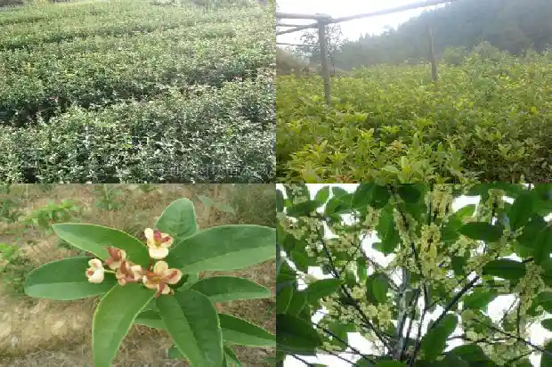 什么桂花能食用1685925232727