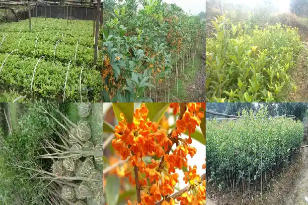 普通桂花树桂花能吃吗1685925251930