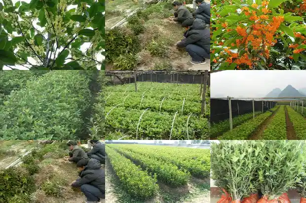 普通桂花树桂花能吃吗1685925251976