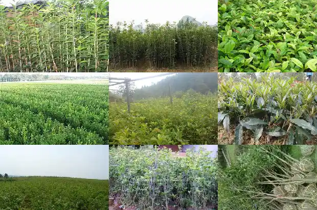 普通桂花树桂花能吃吗1685925252022