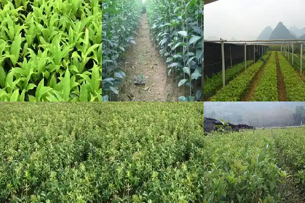 可以食用的桂花哪种最好喝1685925276005