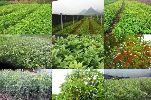 可以食用的桂花哪种最好喝1685925276100
