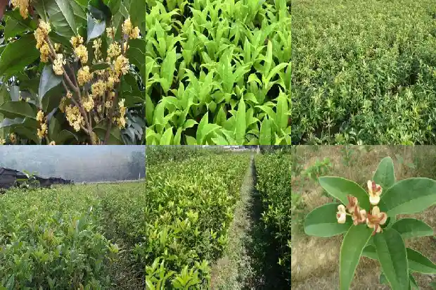 桂花树那个品种最香在华北能种吗1685925297713