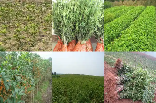 桂花树那个品种最香在华北能种吗1685925297761