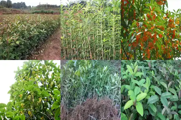 桂花树那个品种最香在华北能种吗1685925297809