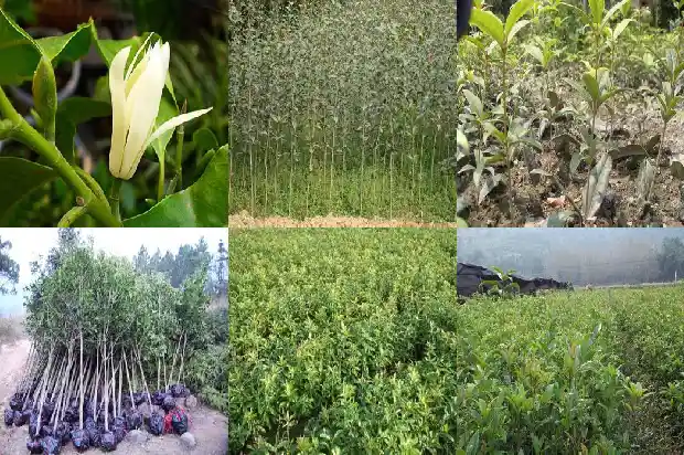 桂花树那个品种最香在华北能种吗1685925297856
