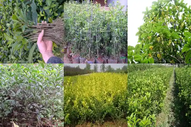 桂花树那个品种花最香又好养活1685925317268