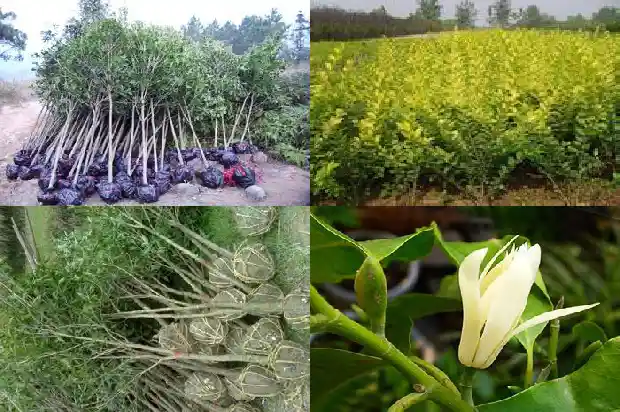桂花树那个品种花最香又好养活1685925317410