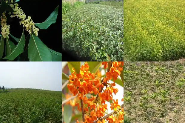 那个品种的桂花香1685925339171