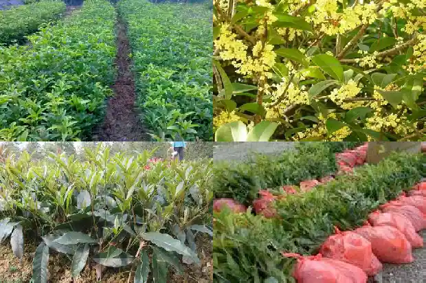 40公分桂花树要多久浇水1689727011183
