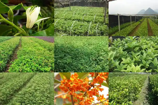 那个品种的桂花香1685925339312