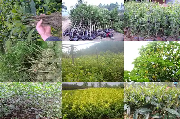 哪个品种的桂花树又香又好看又好养的1685925358436