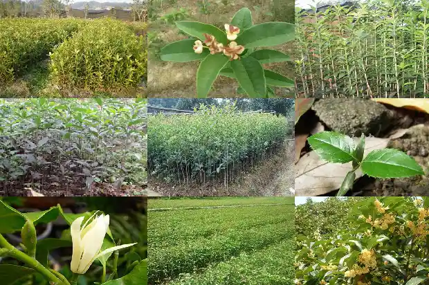 哪个品种的桂花树又香又好看又好养的1685925358484
