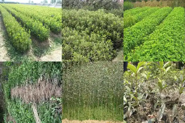哪个品种的桂花树又香又好看又好养的1685925358532