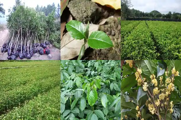 哪个品种的桂花树最香甜1685925382330