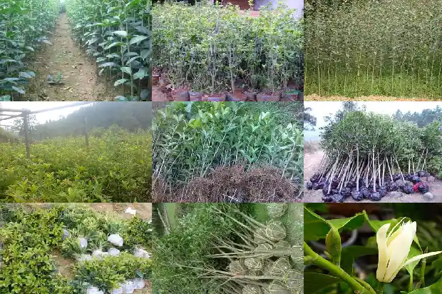 哪个品种的桂花树最香甜1685925382426