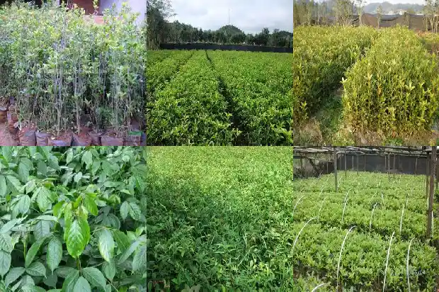 桂花树哪种花最香最好养1685925406352