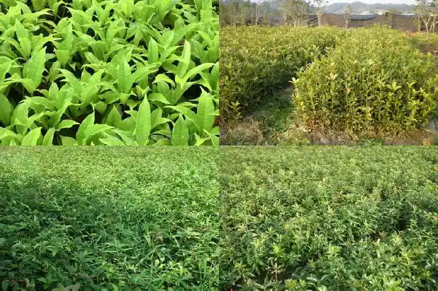 什么品种的桂花树比较香脆1685925423560