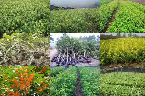 桂花树苗批发厂家1690504704006