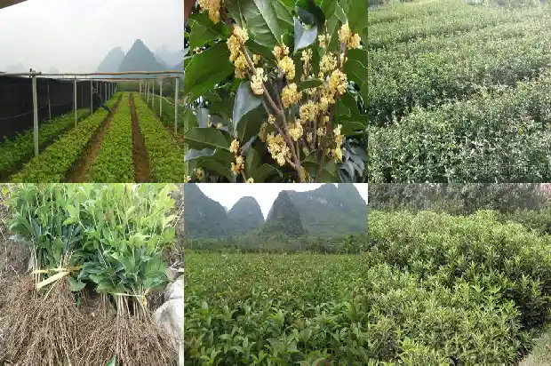 哪个品种的桂花最香最好看1685925466864
