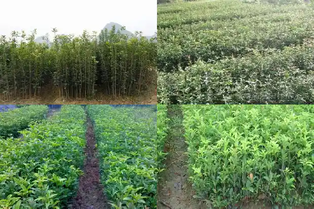 哪个品种的桂花最香最好看1685925466910