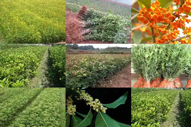 桂花东北好养活吗1688792799432