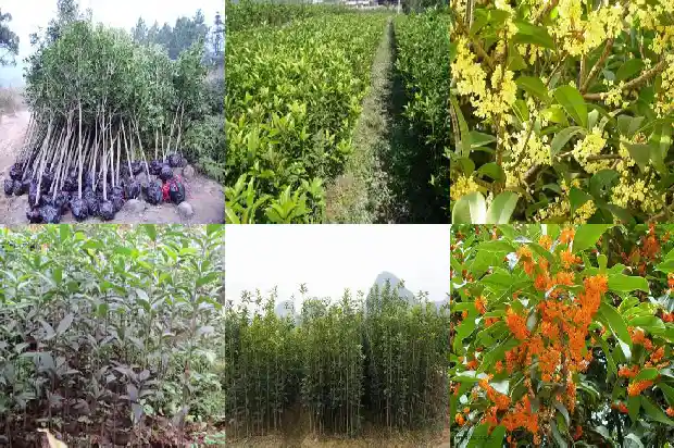种在北面哪个桂花好养1685925500570