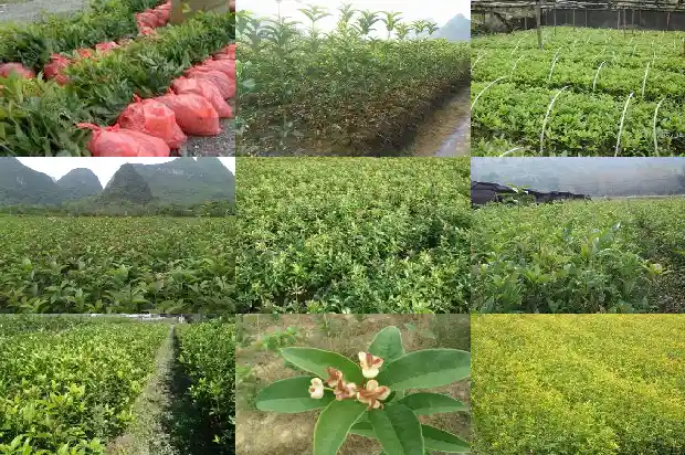 桂花种哪个方位好1685925539547