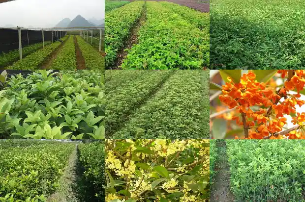 桂花种哪个方位好1685925539643