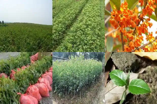 桂花种哪个方位好1685925539691