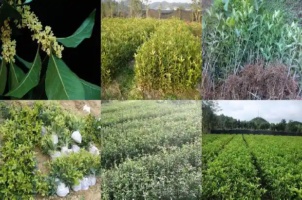 哪一种桂花树品种最好养1685925556865