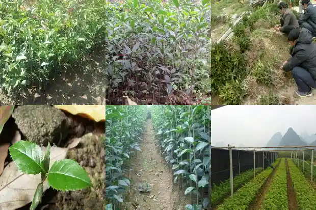 桂花树哪一种好一点呢1685925576515