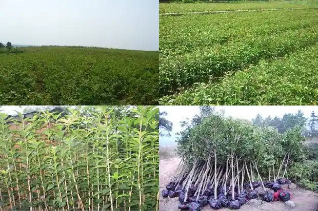 桂花树哪一种好看又好养1685925599220
