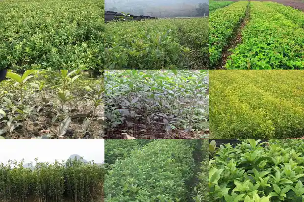 月月桂花树是大叶还小叶1690245367044